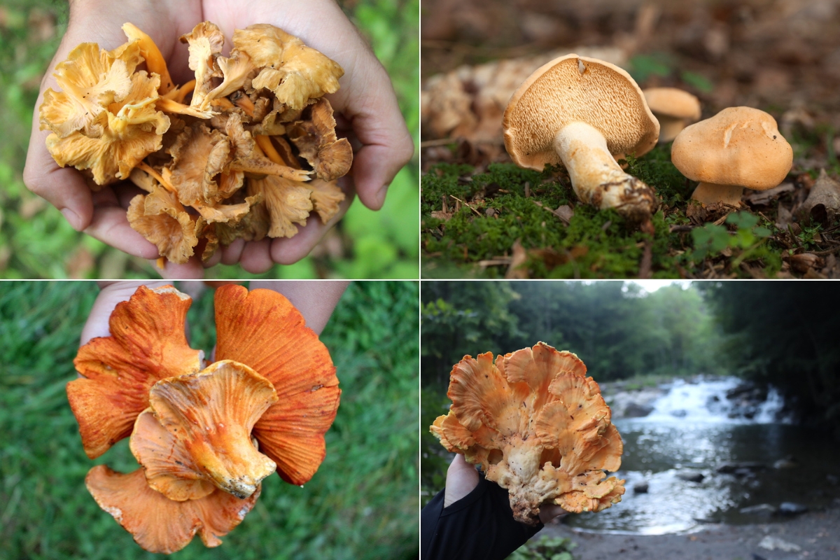 Summer Mushroom Foraging