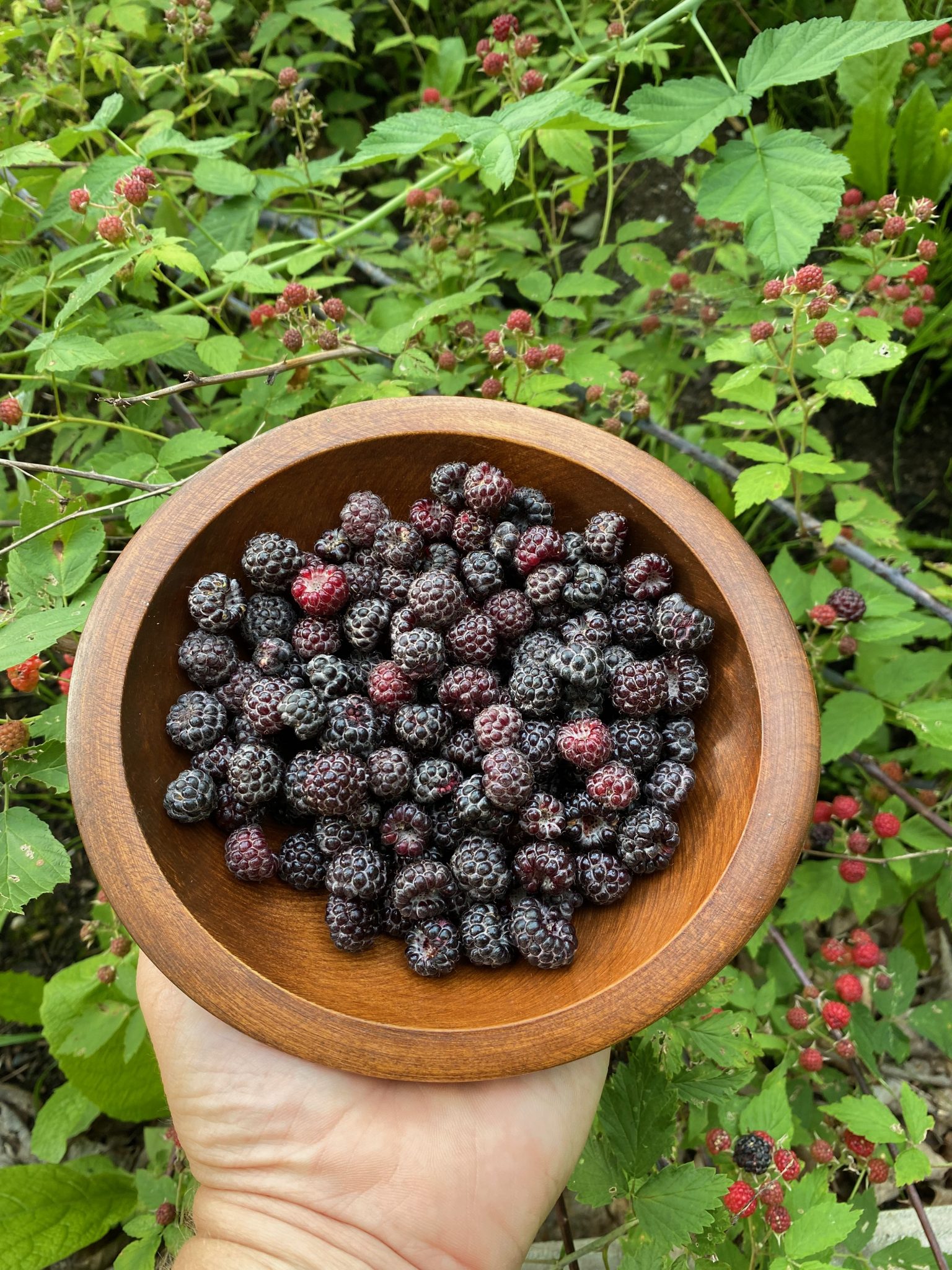Wild Black Raspberries in bowl