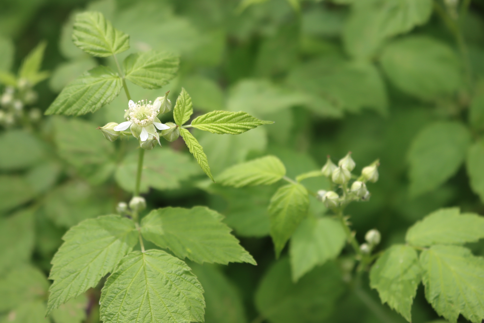 Wild Black Raspberry Flower