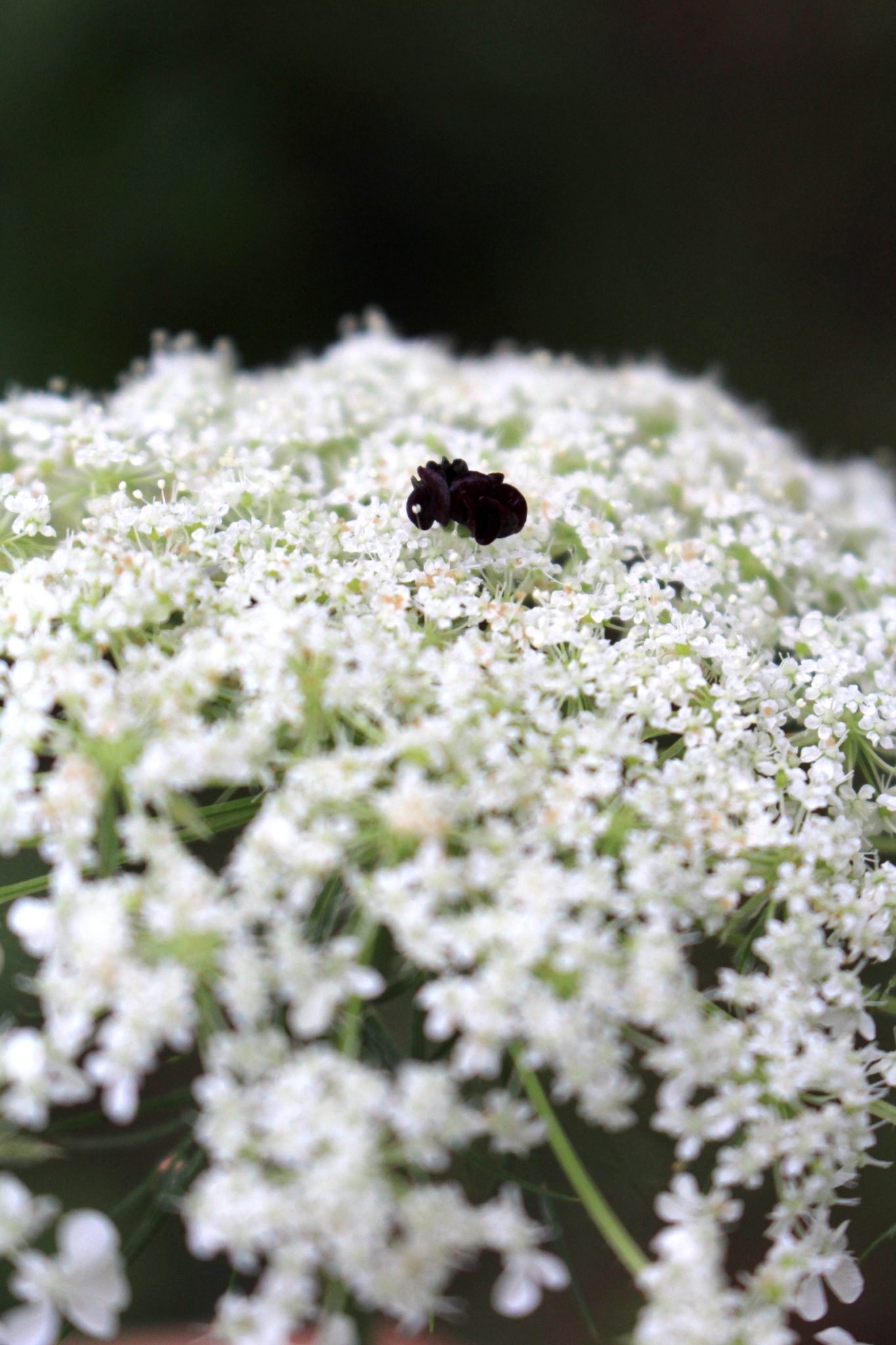 Wild Carrot Flower Closeup