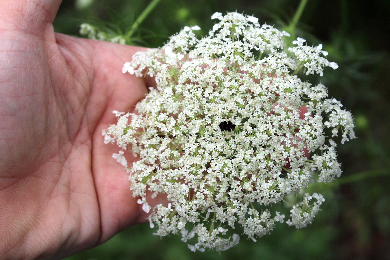 Wild Carrot Flower