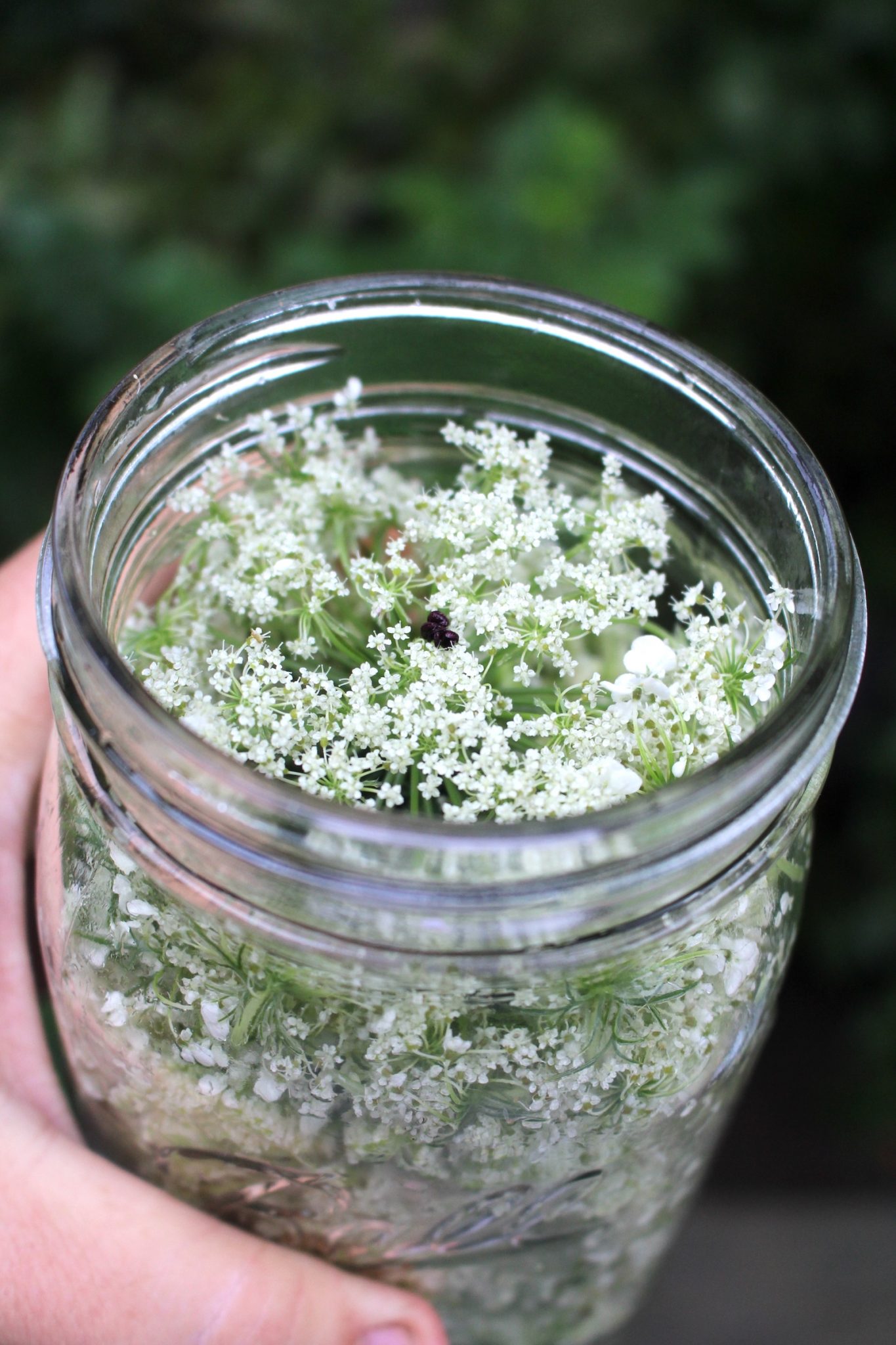 Harvesting queen anne's lace flowers for recipes