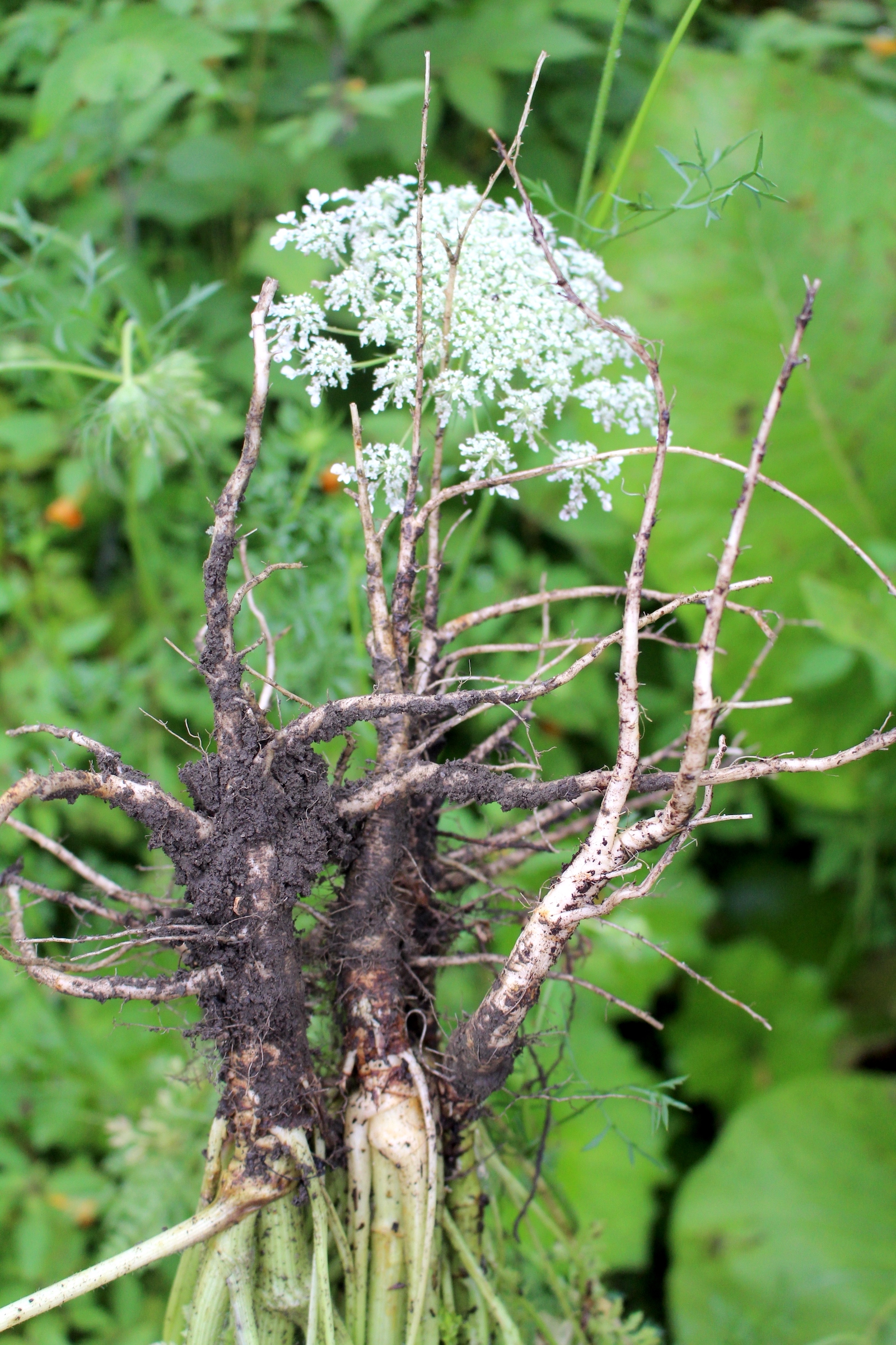 Wild Carrot Roots