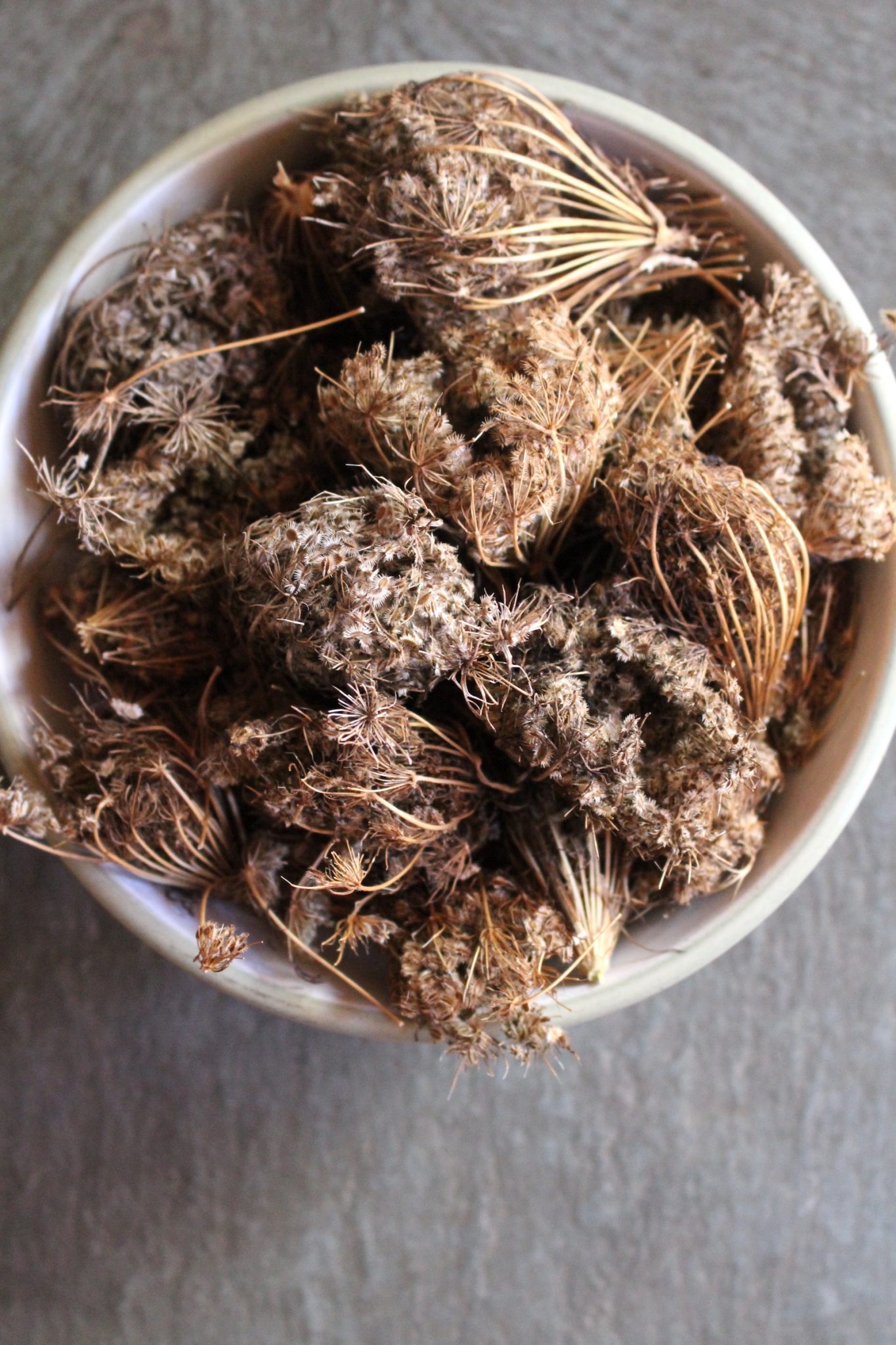 Wild Carrot Seed Pods