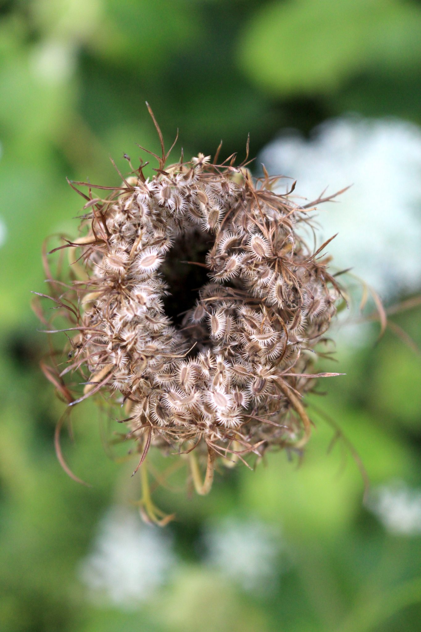 Wild Carrot Seed top