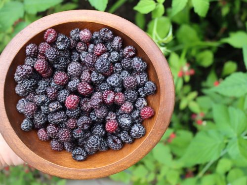 Wild Raspberry Id Wild Raspberries: Identification, Uses, and Benefits