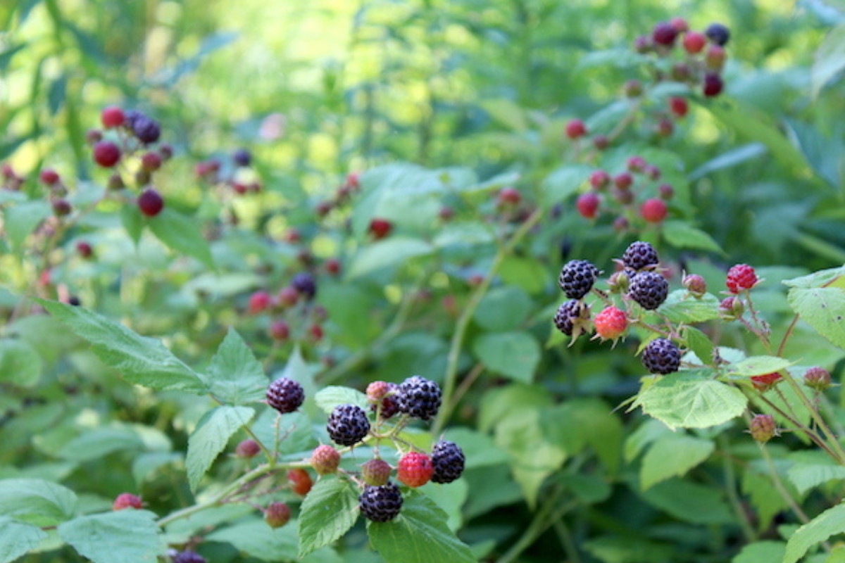 Wild black raspberry plants
