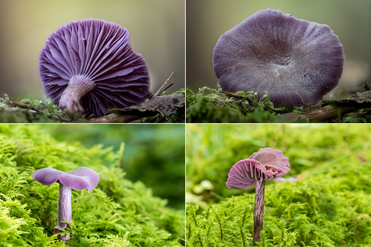 Amethyst Deceiver (Laccaria amethystina)