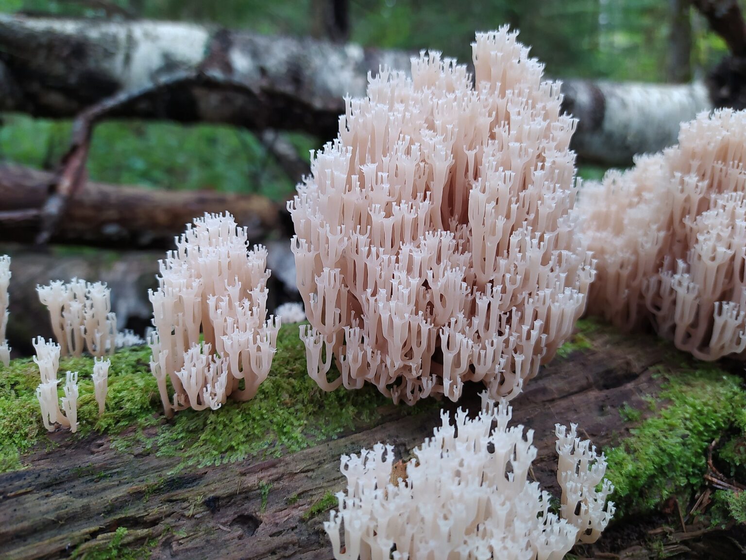 Crown Tipped Coral Mushrooms (Artomyces pyxidatus)