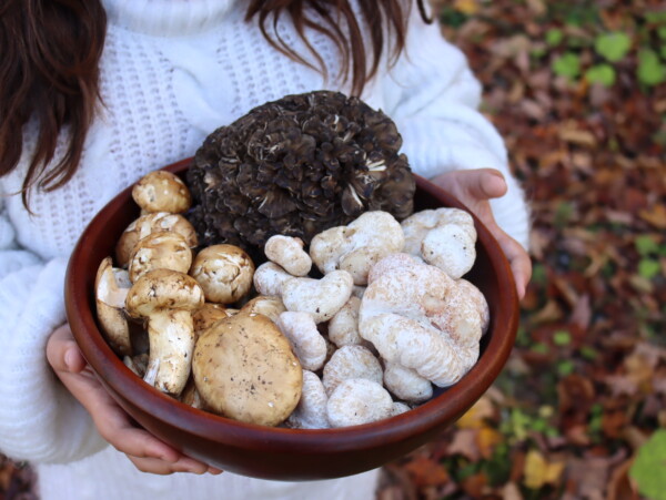 Autumn Mushrooms