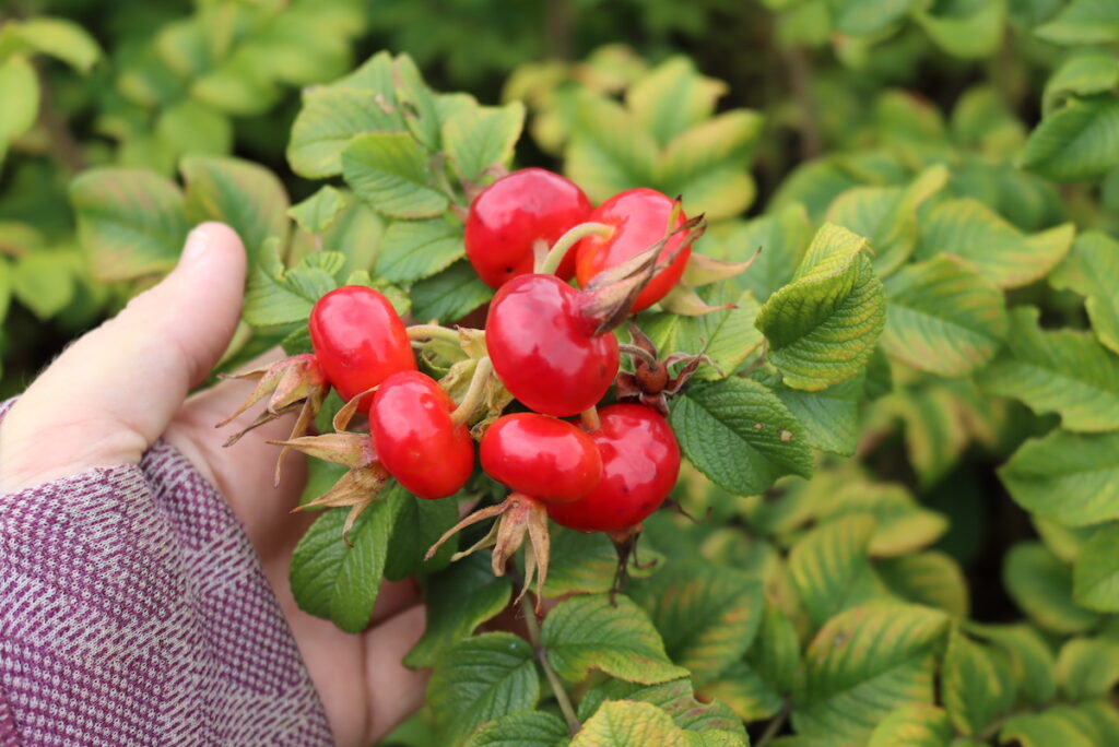 Foraging Rose Hips (& Ways to Use Them) — Practical Self Reliance