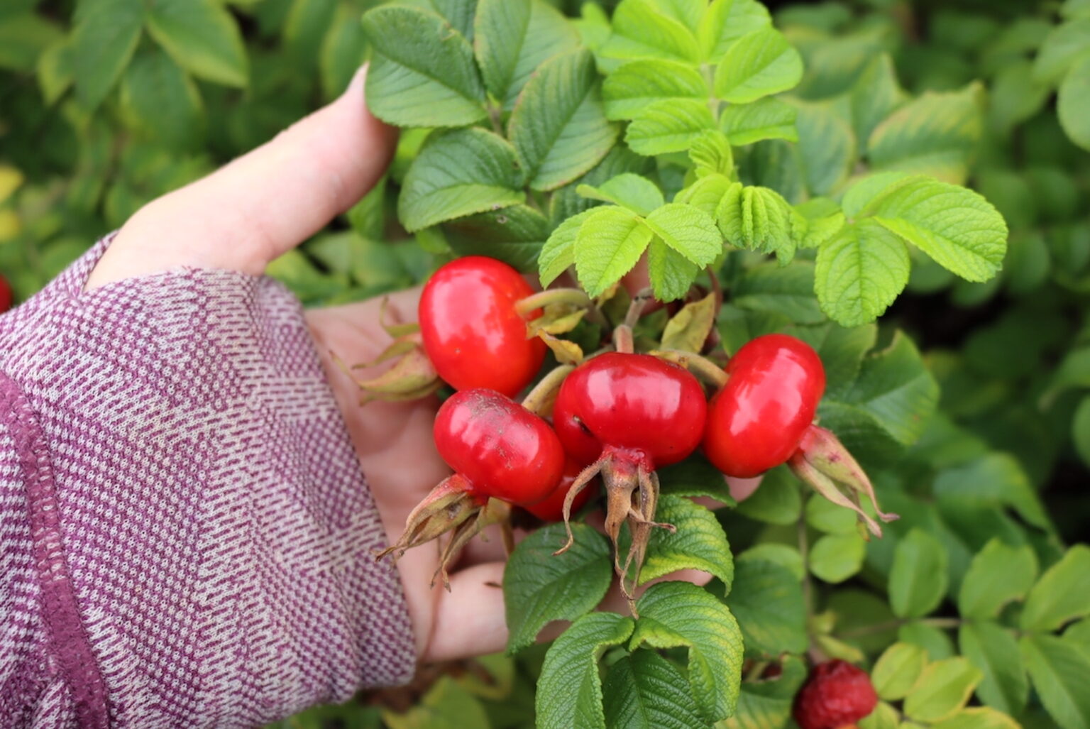 Autumn Rose Hips