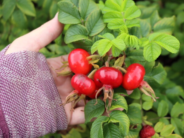 Autumn Rose Hips