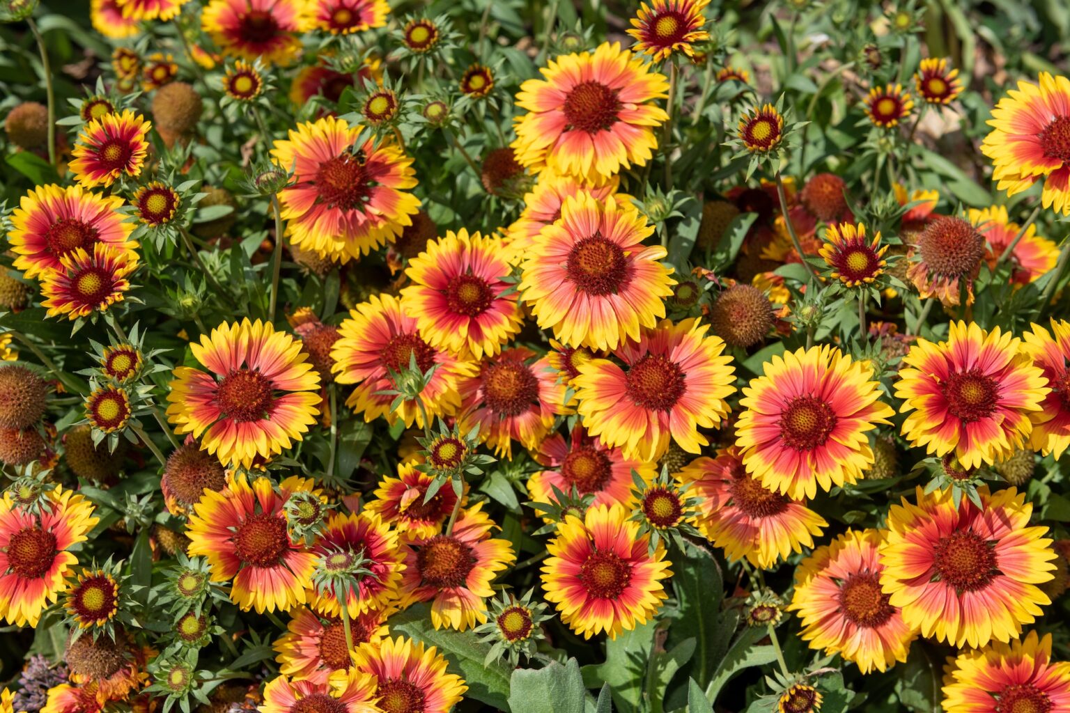 Blanket Flowers