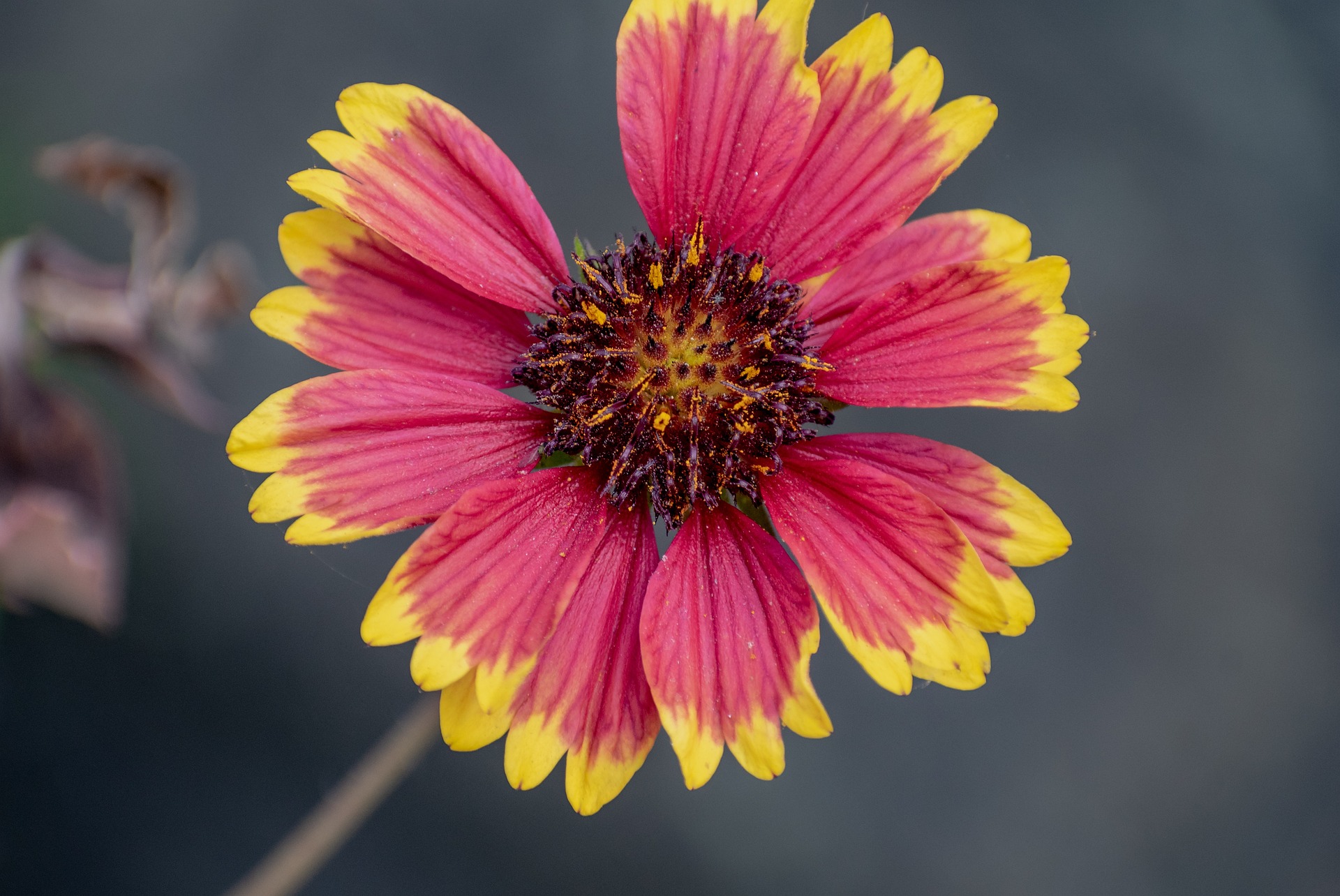 Blanket Flower
