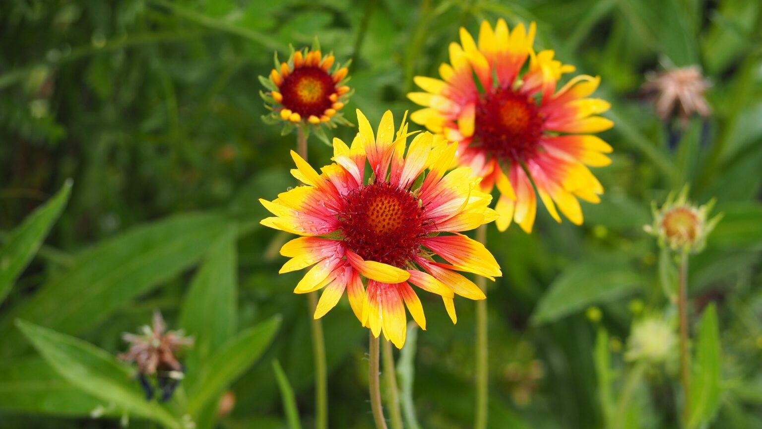 Blanket Flower