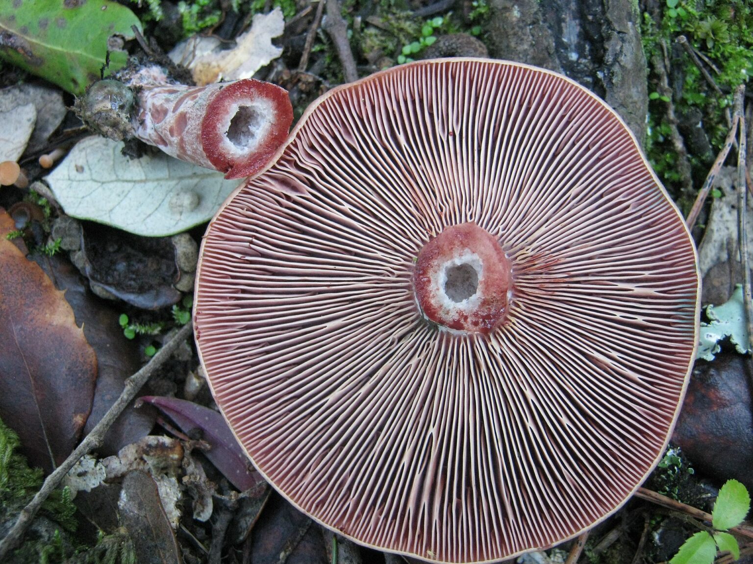 Bloody Milk Cap (Lactarius sanguifluus)