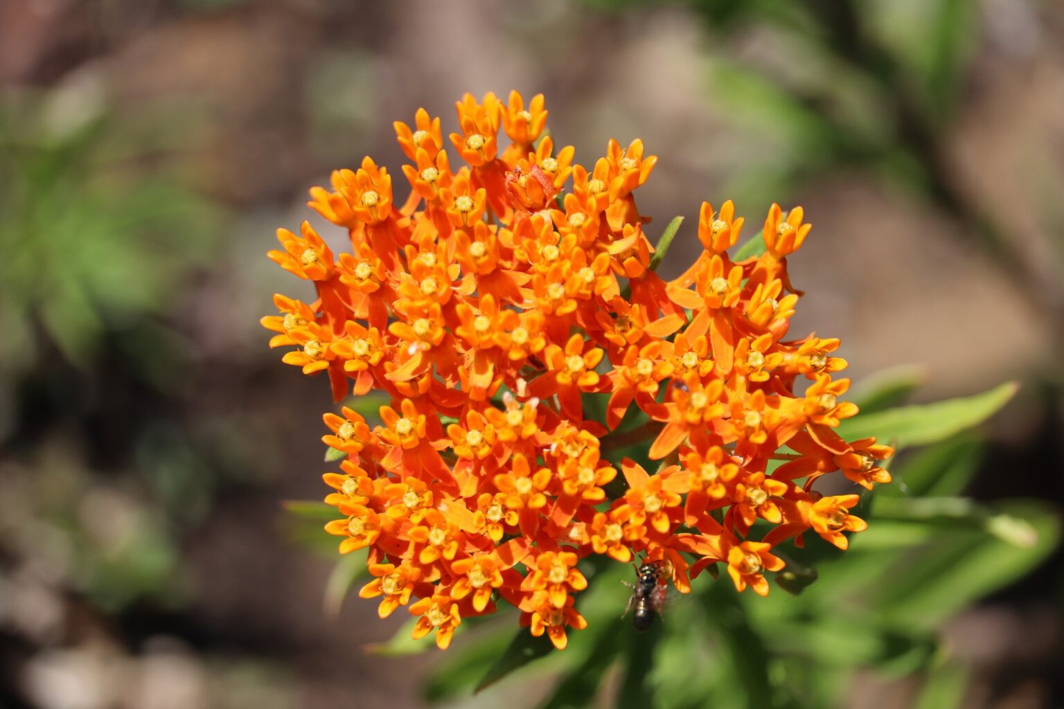 Butterflyweed (Asclepias tuberosa)