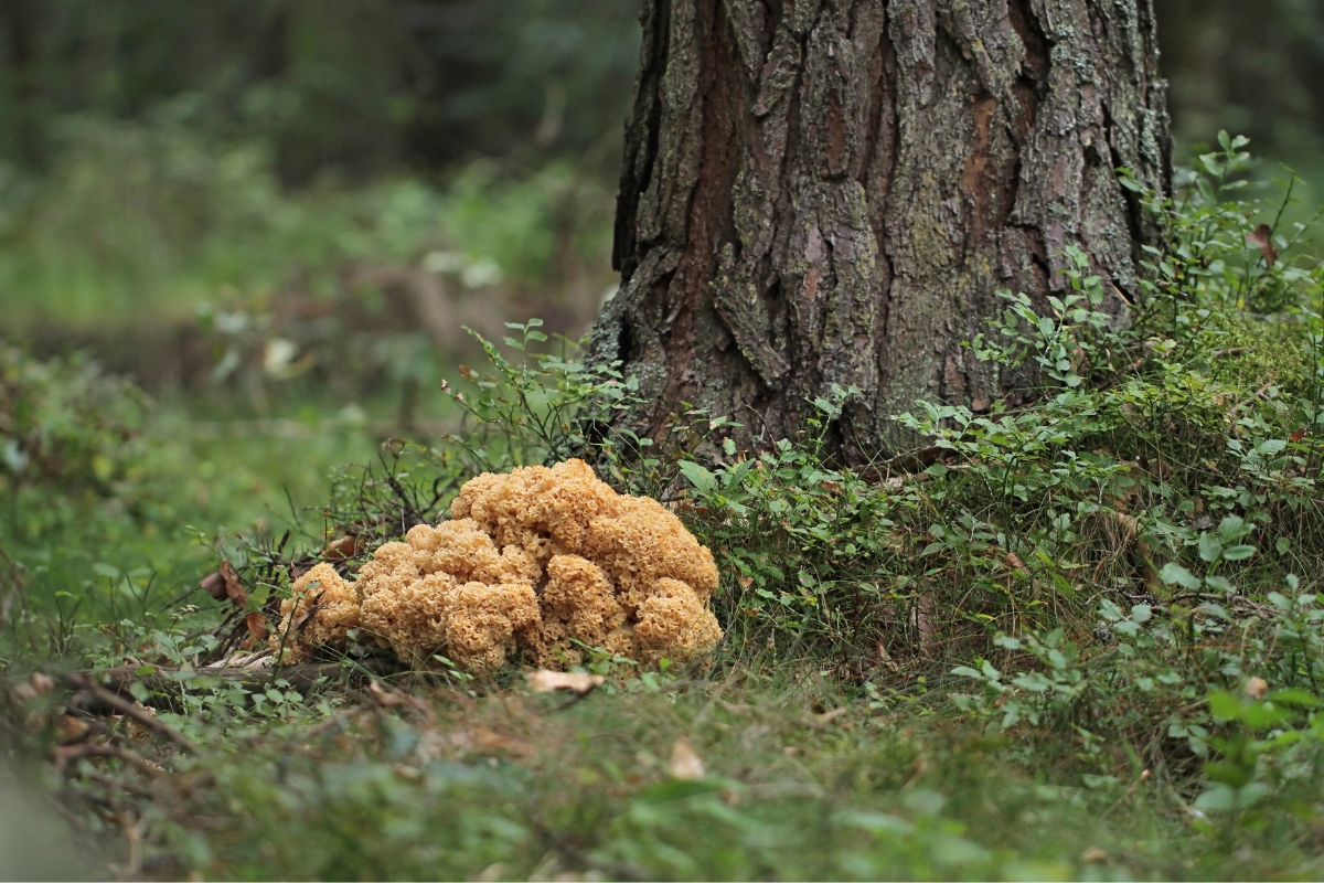 Cauliflower Mushroom