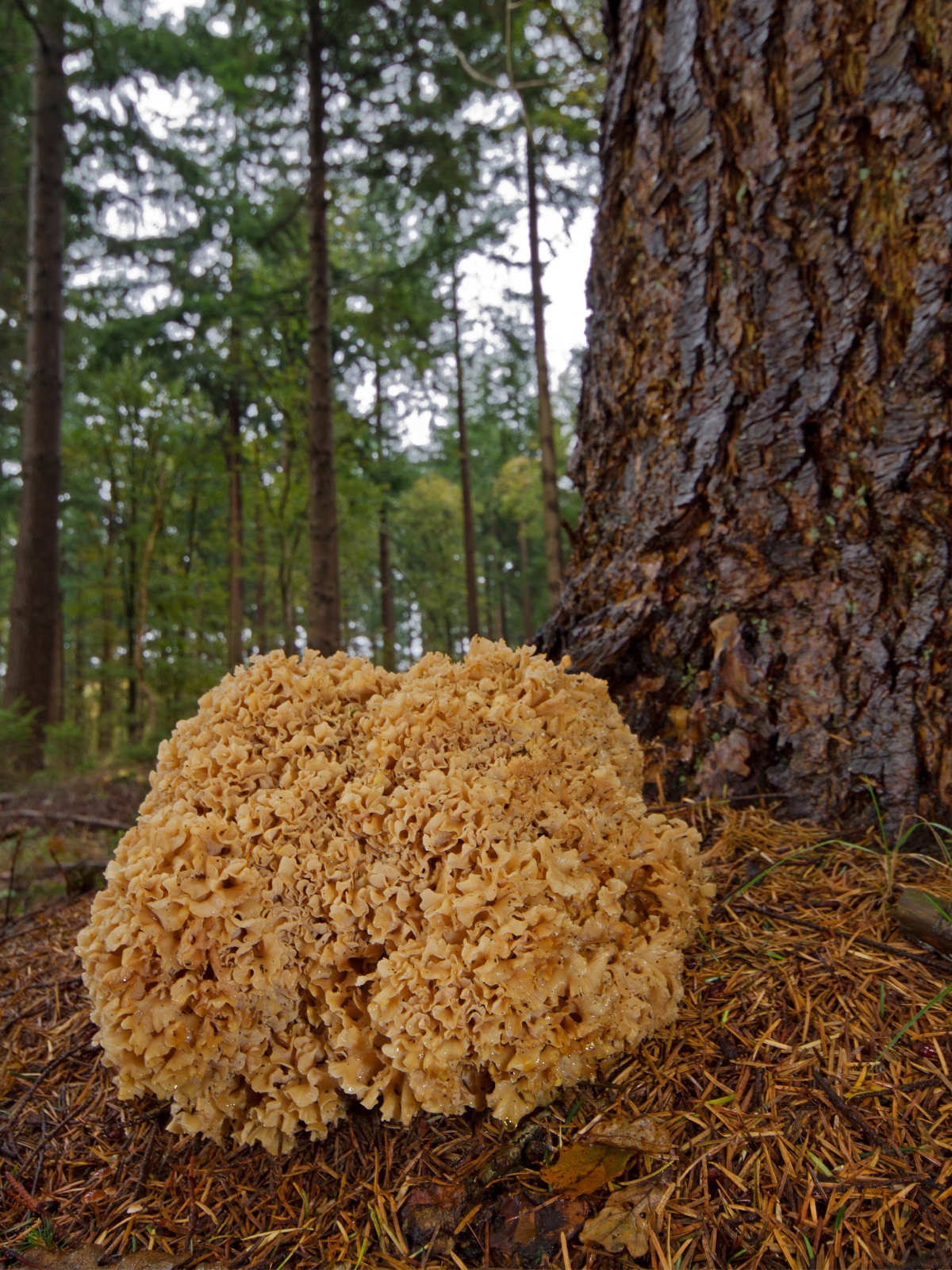 Cauliflower Mushroom