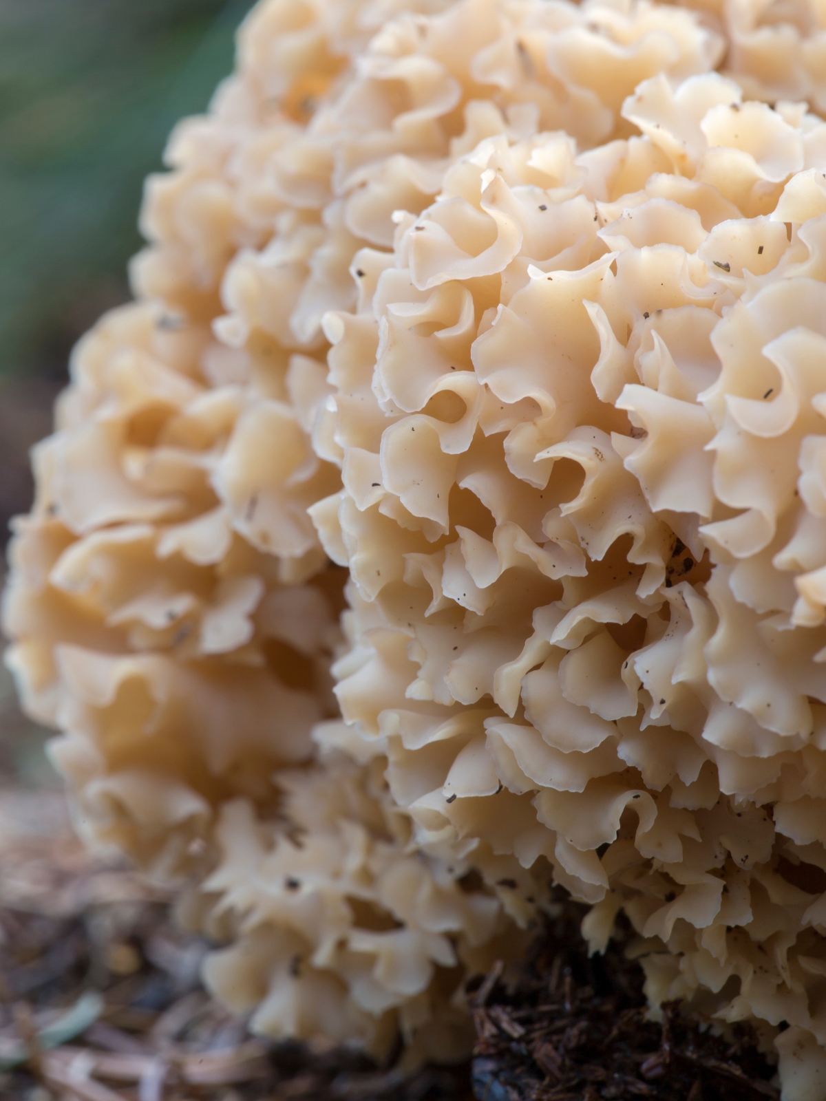 Cauliflower Mushroom