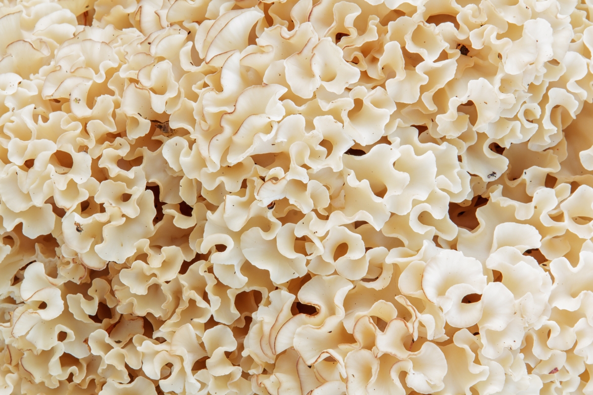 Cauliflower Mushroom Closeup