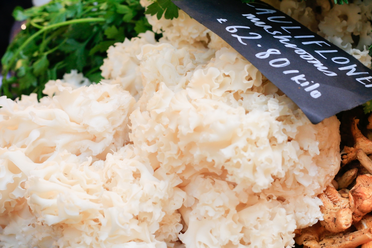 Cauliflower Mushroom For Sale in Europe