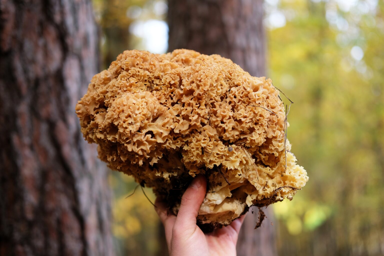 Harvesting Cauliflower Mushrooms