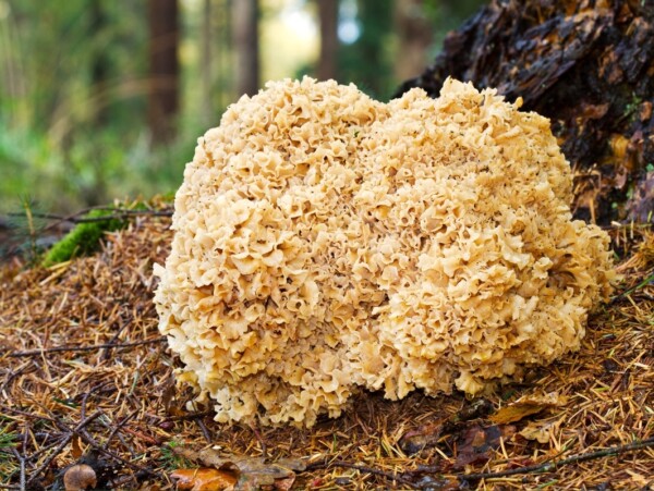 Cauliflower Mushroom