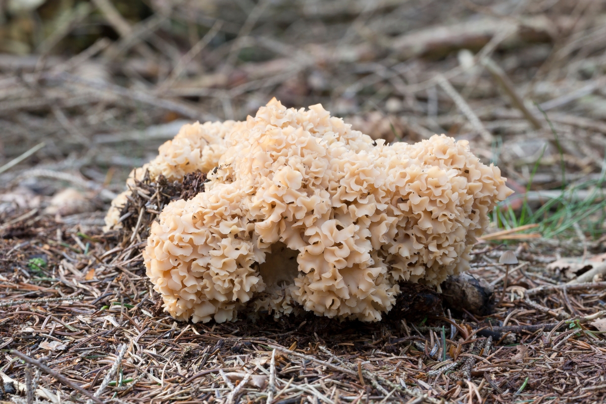 Cauliflower Mushrooms