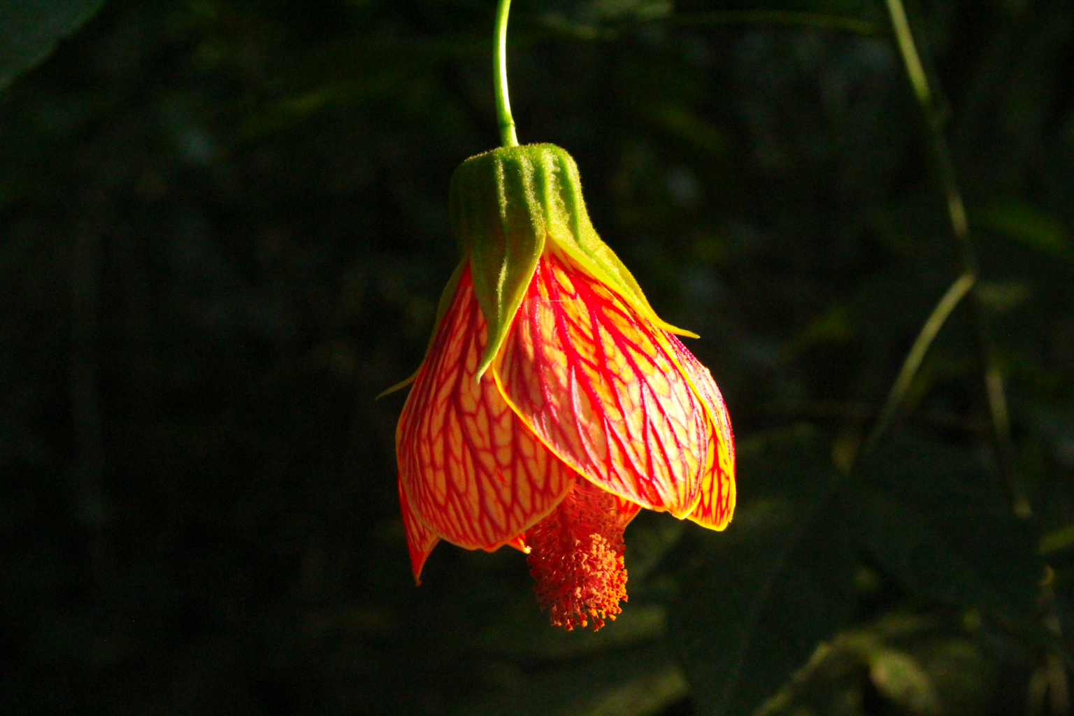 Chinese Lantern (Abutilon pictum)