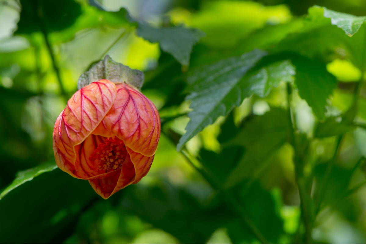 Chinese Lantern (Abutilon pictum)