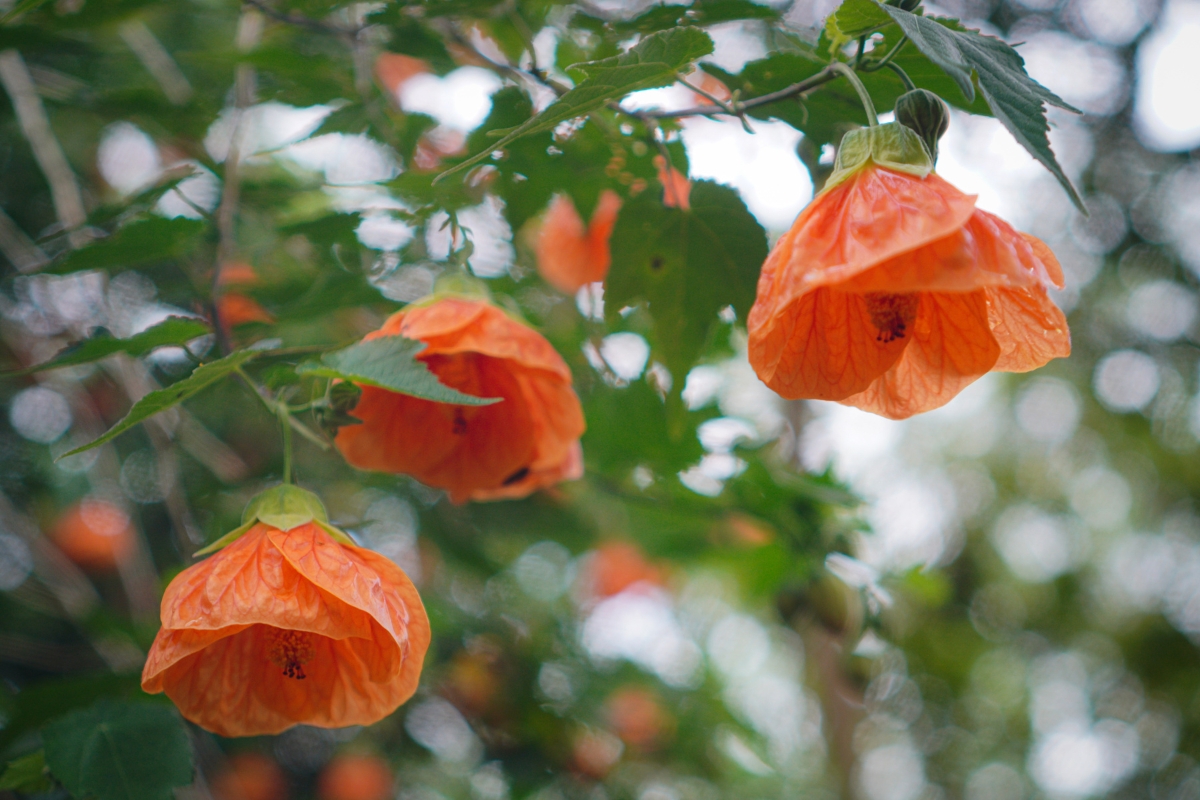 Chinese Lantern (Abutilon pictum)