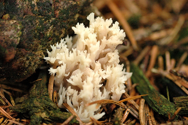 Clavulina Mushrooms