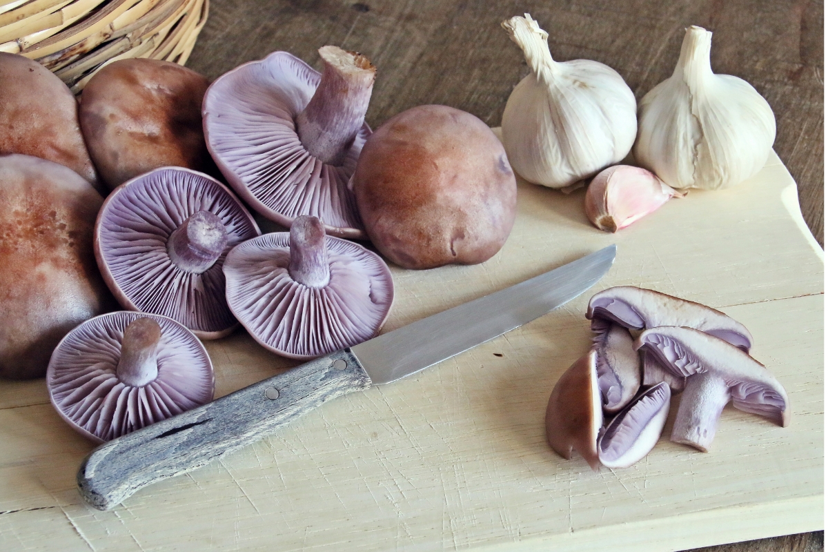 Wood Blewit Mushrooms