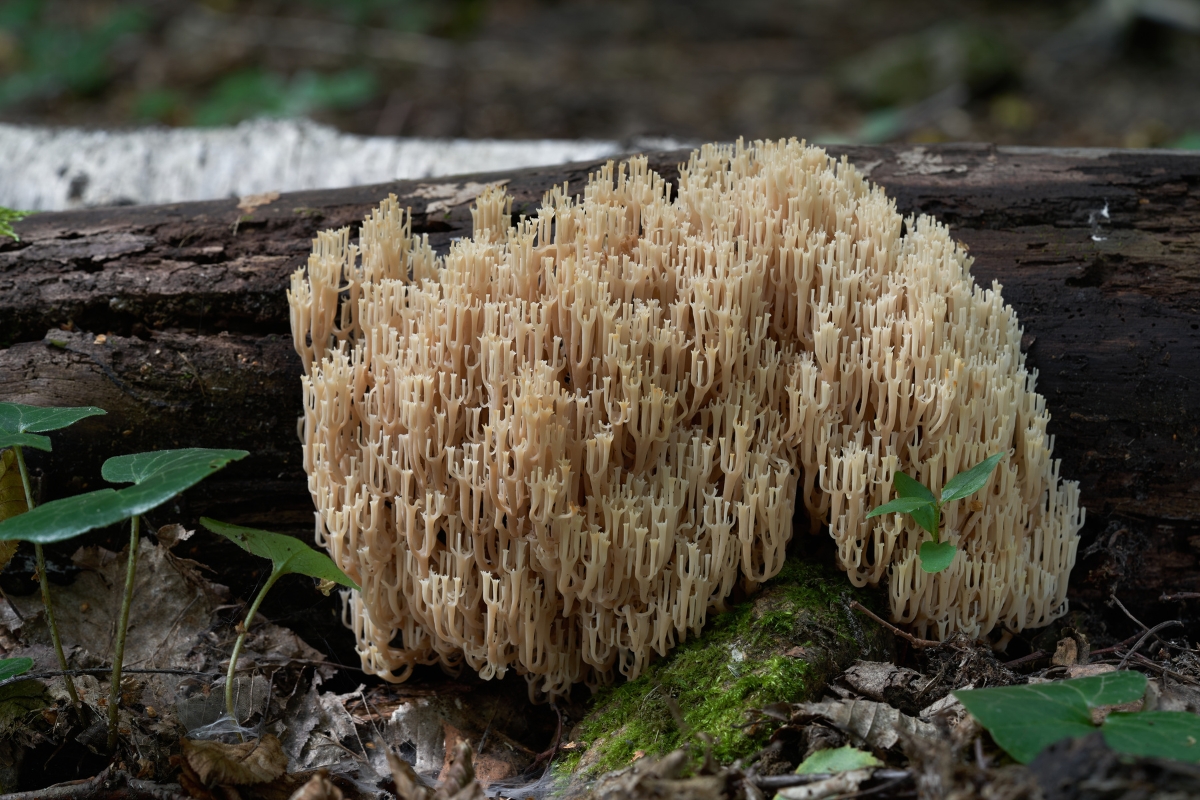 Coral Mushrooms