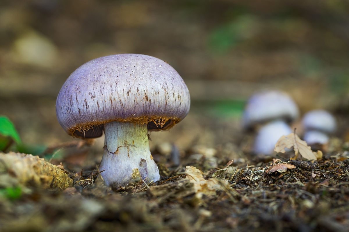 Cortinarius