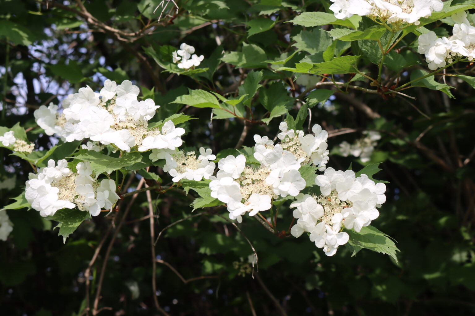 Crampbark Flowers