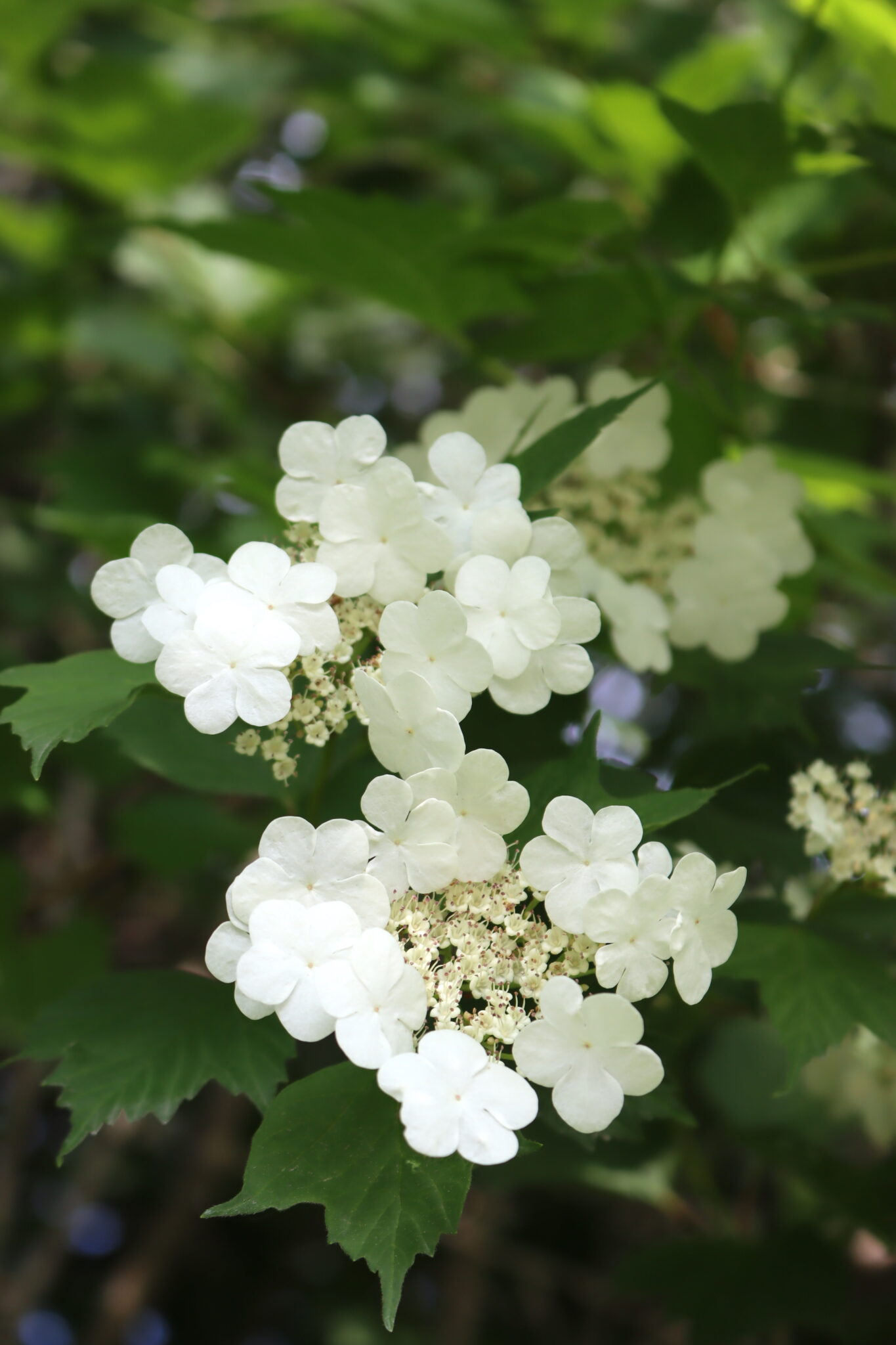 Crampbark Flowers