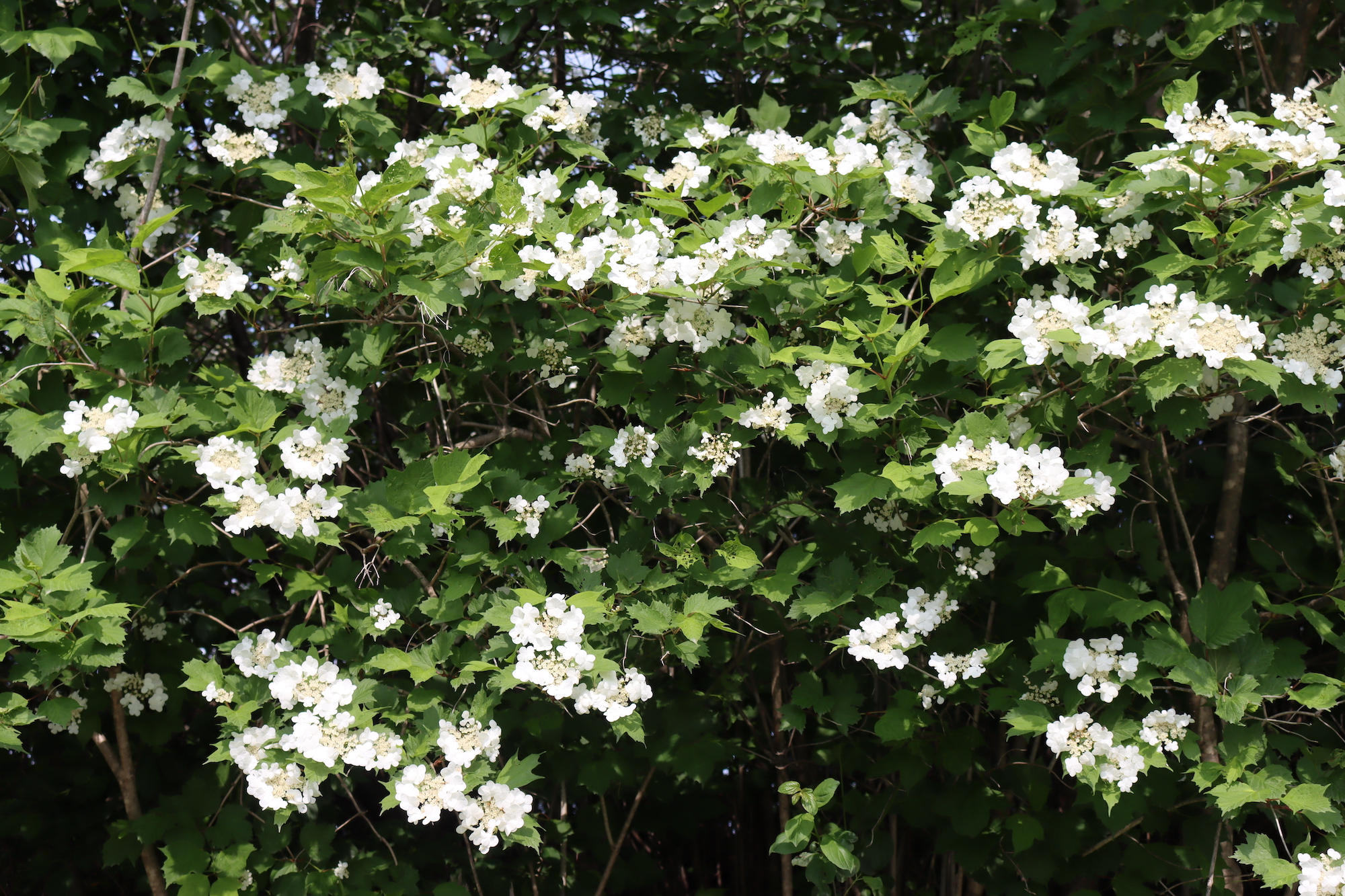 Crampbark Plant