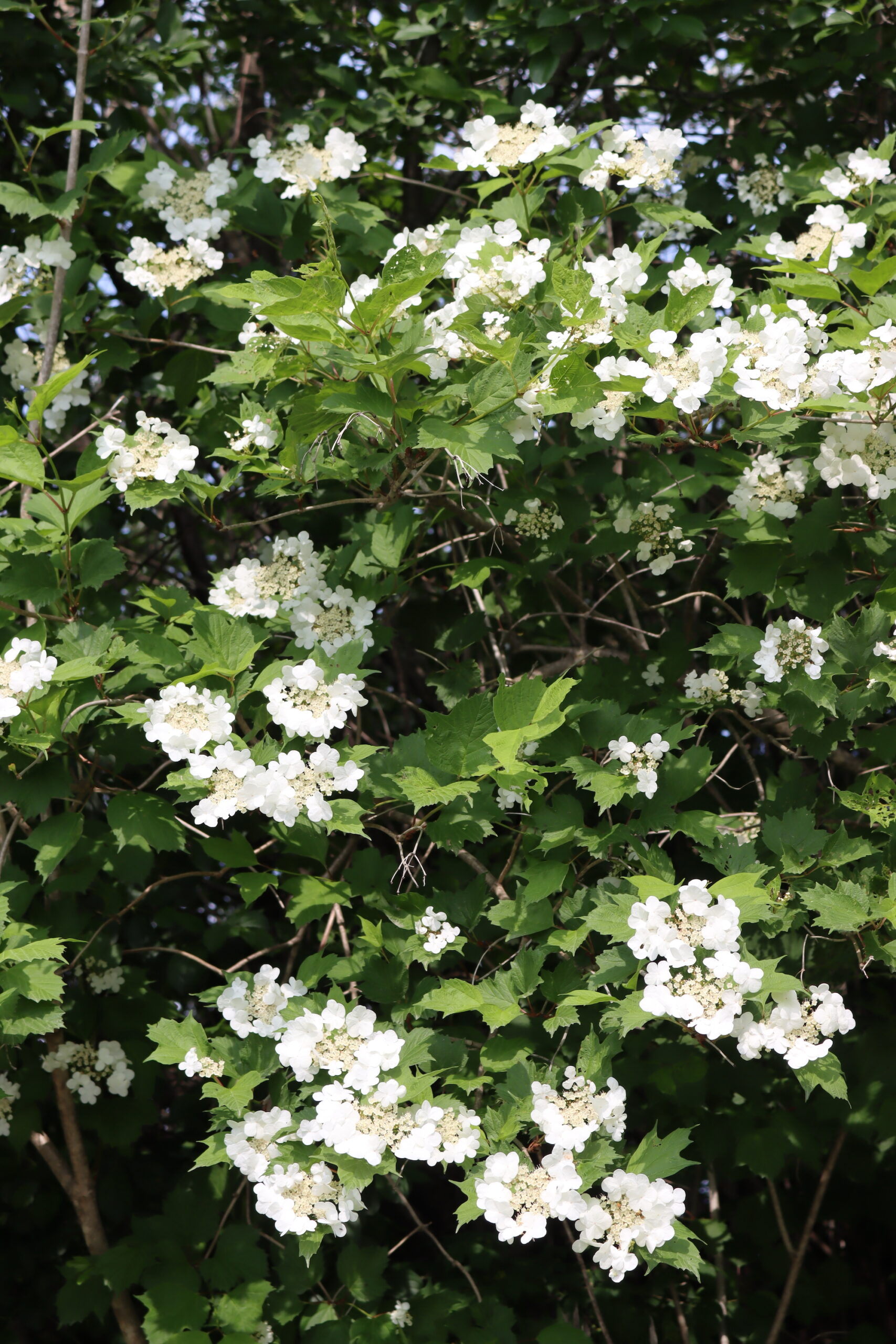 Crampbark Plant