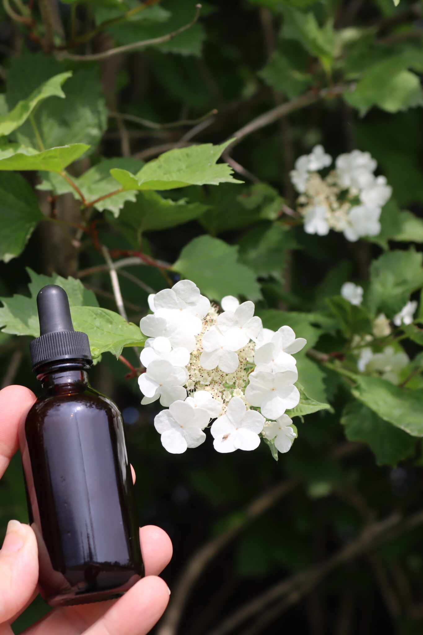Crampbark Tincture