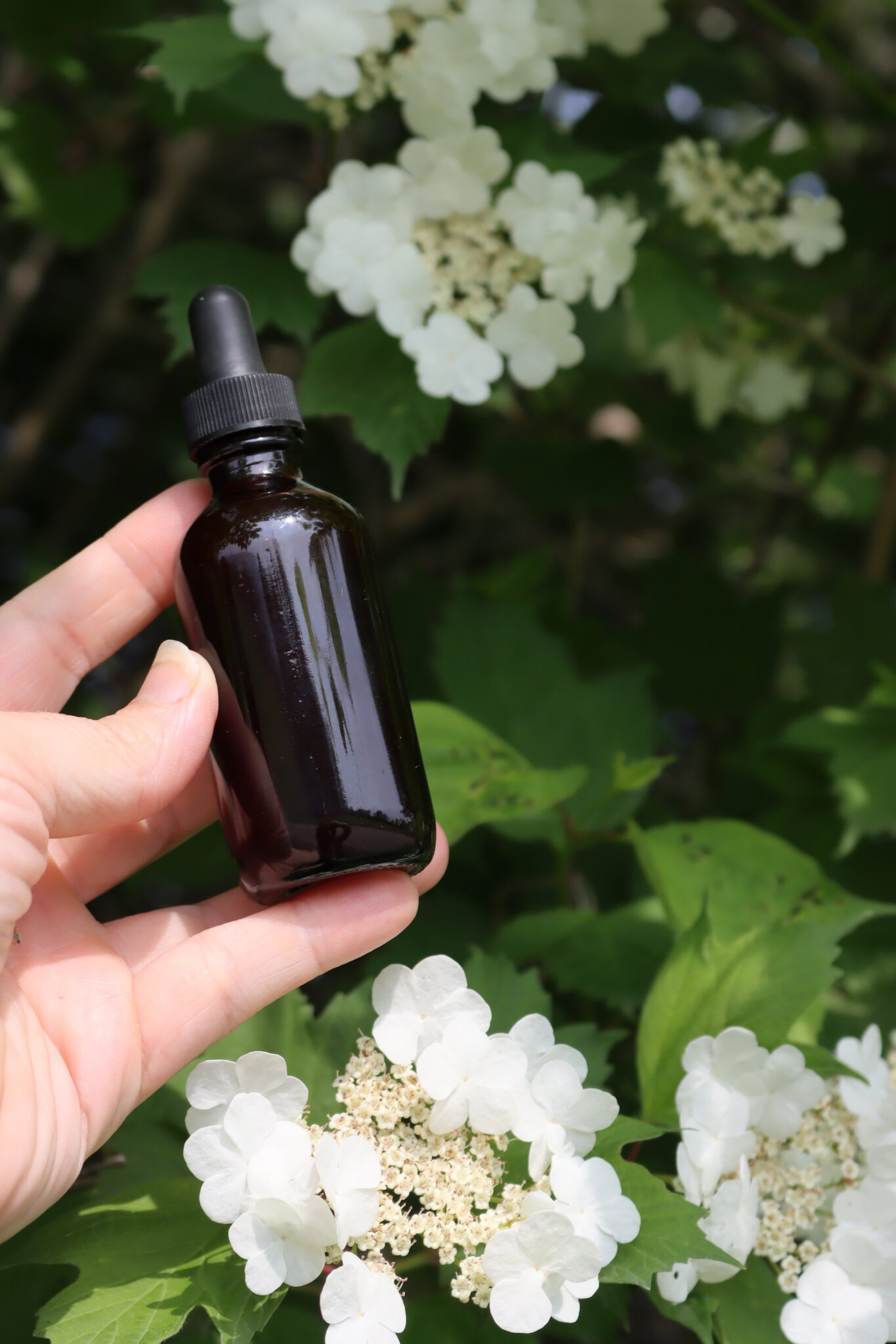 crampbark tincture