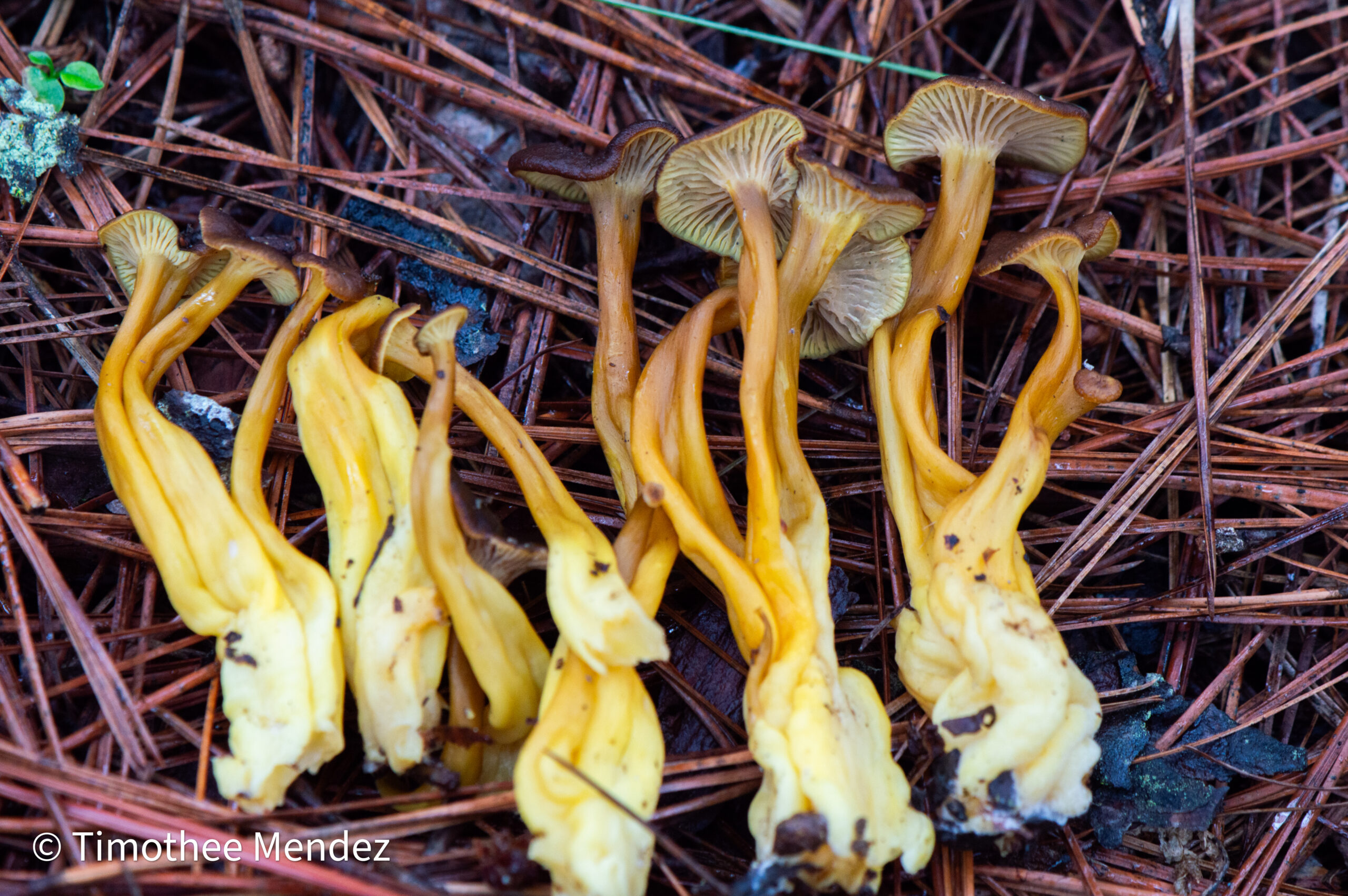 Craterellus Tubaeformis