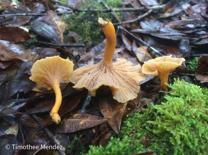 Craterellus ignicolor