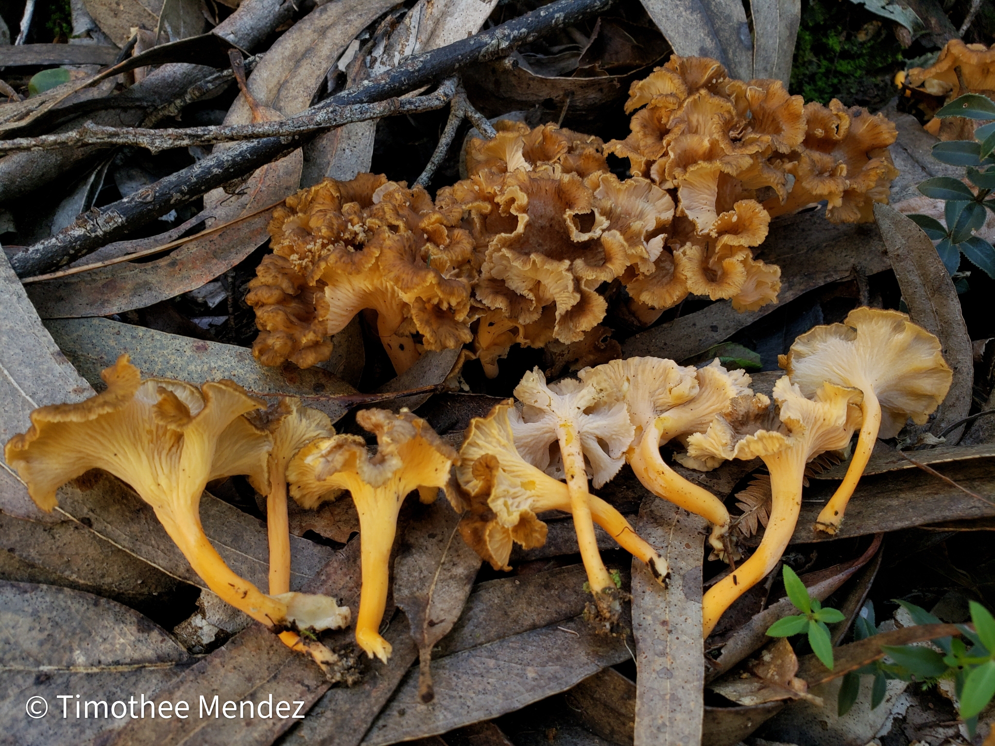 Craterellus lutescens