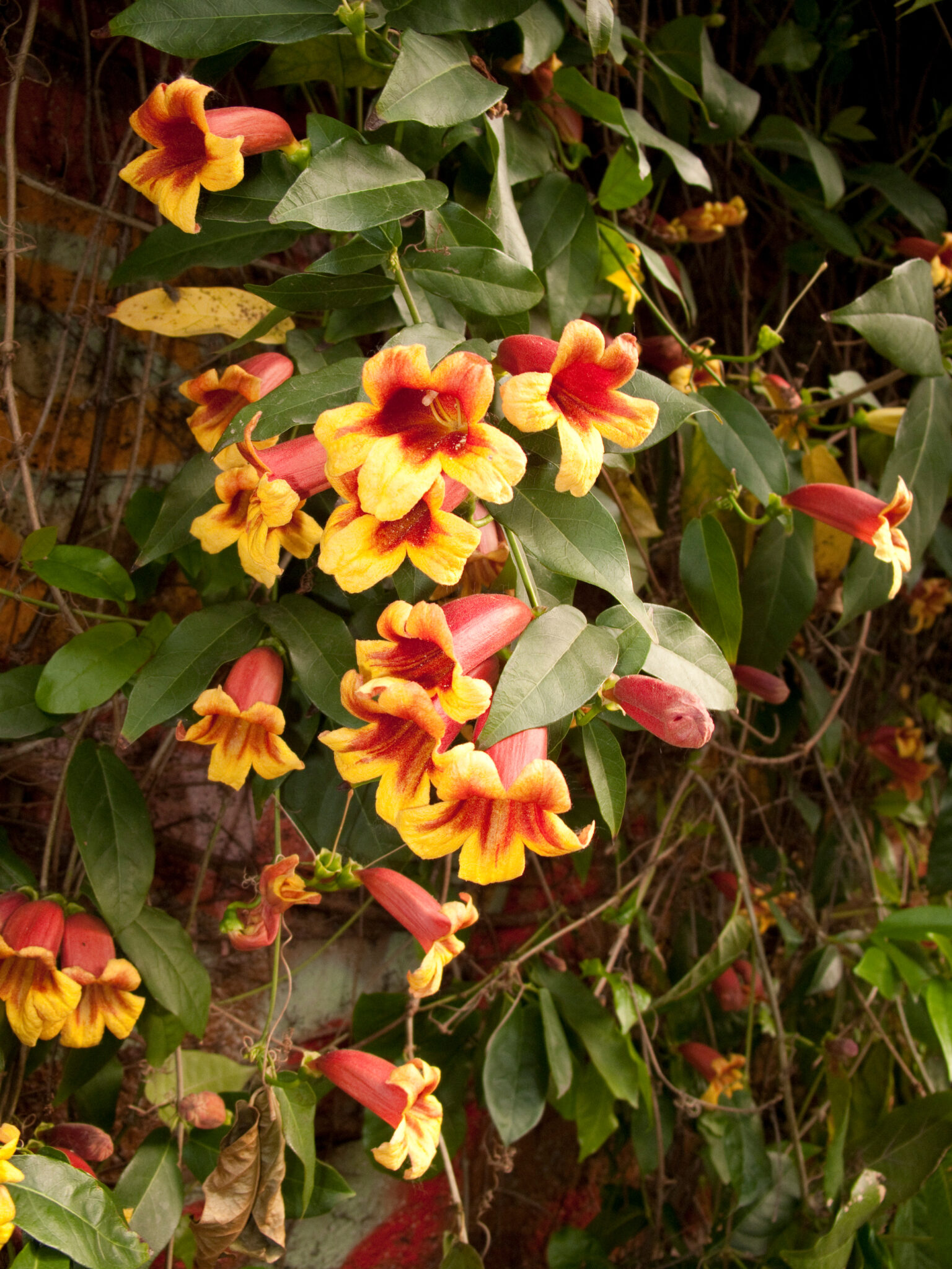 Crossvine (Bignonia capreolata)