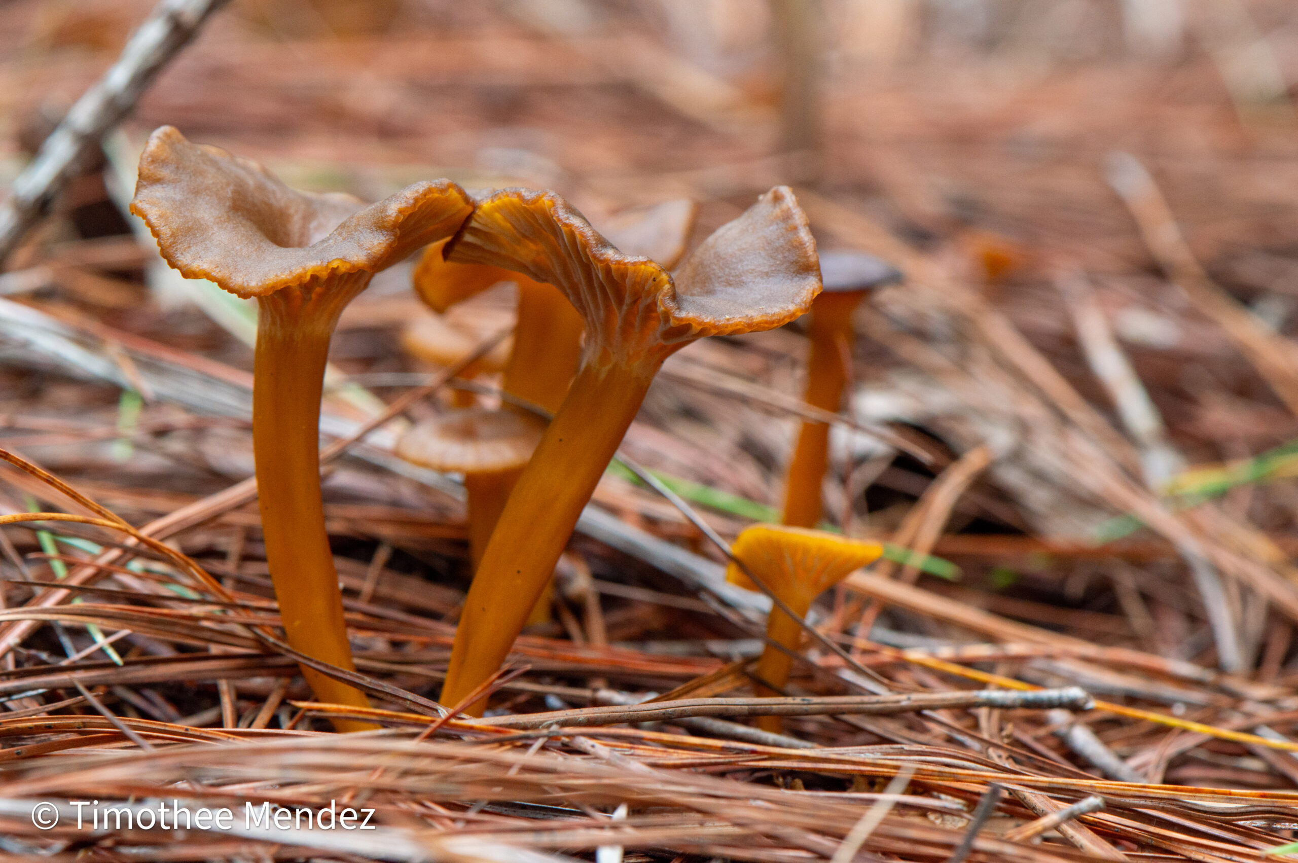 Yellowfoot Chanterelles
