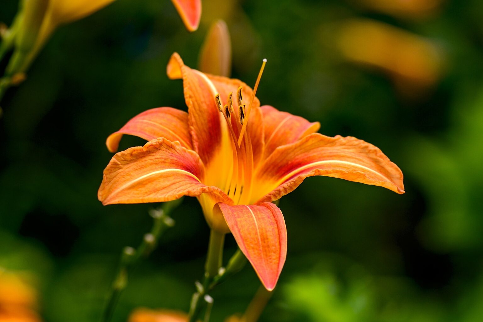 Daylily