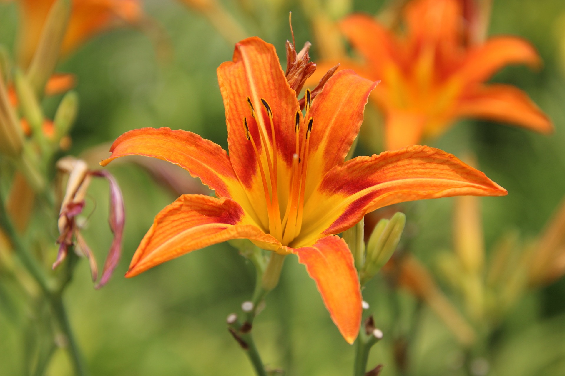 Daylily